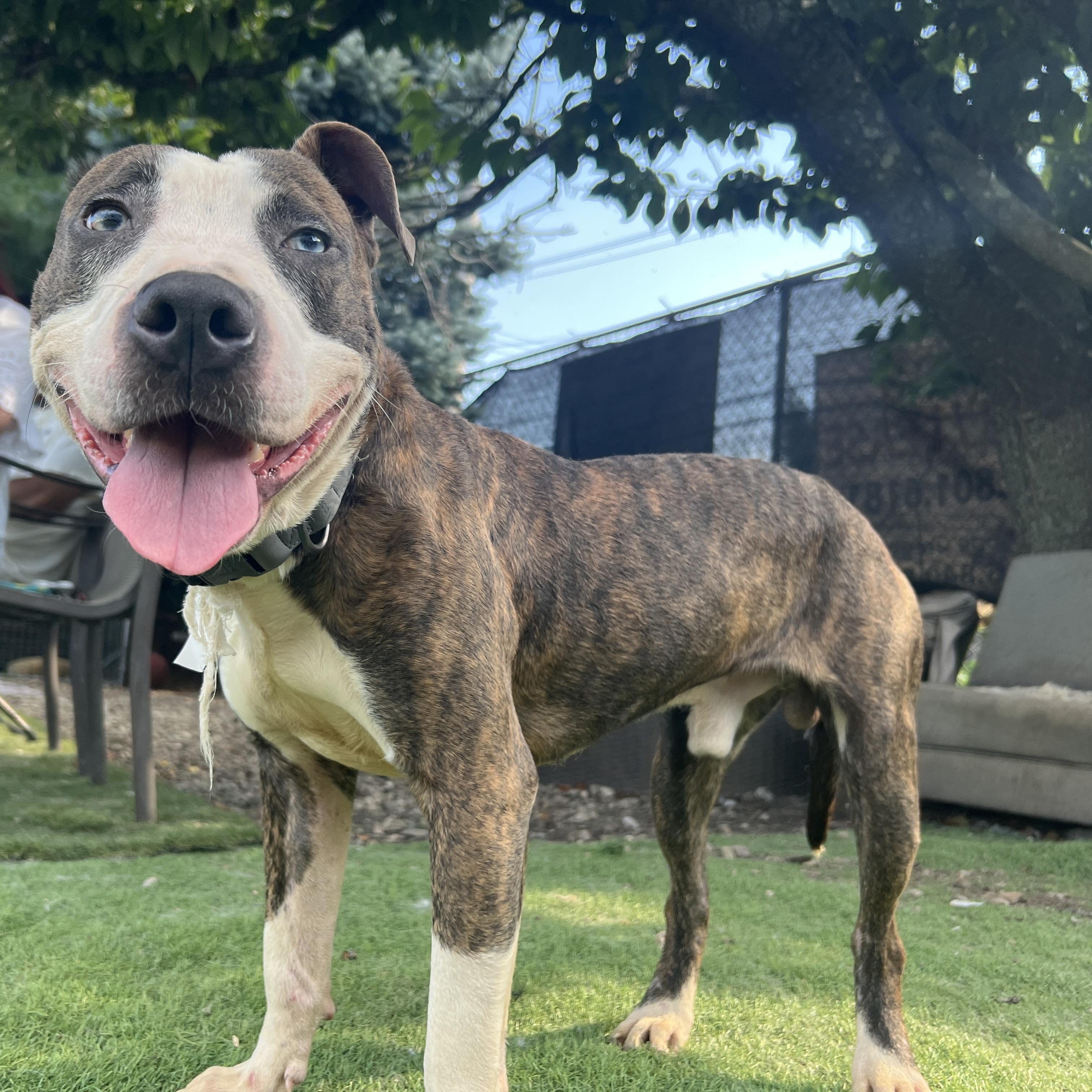 A Gentle BLESSING, a Adoptable mixed breed in kingston, NY image 2/6