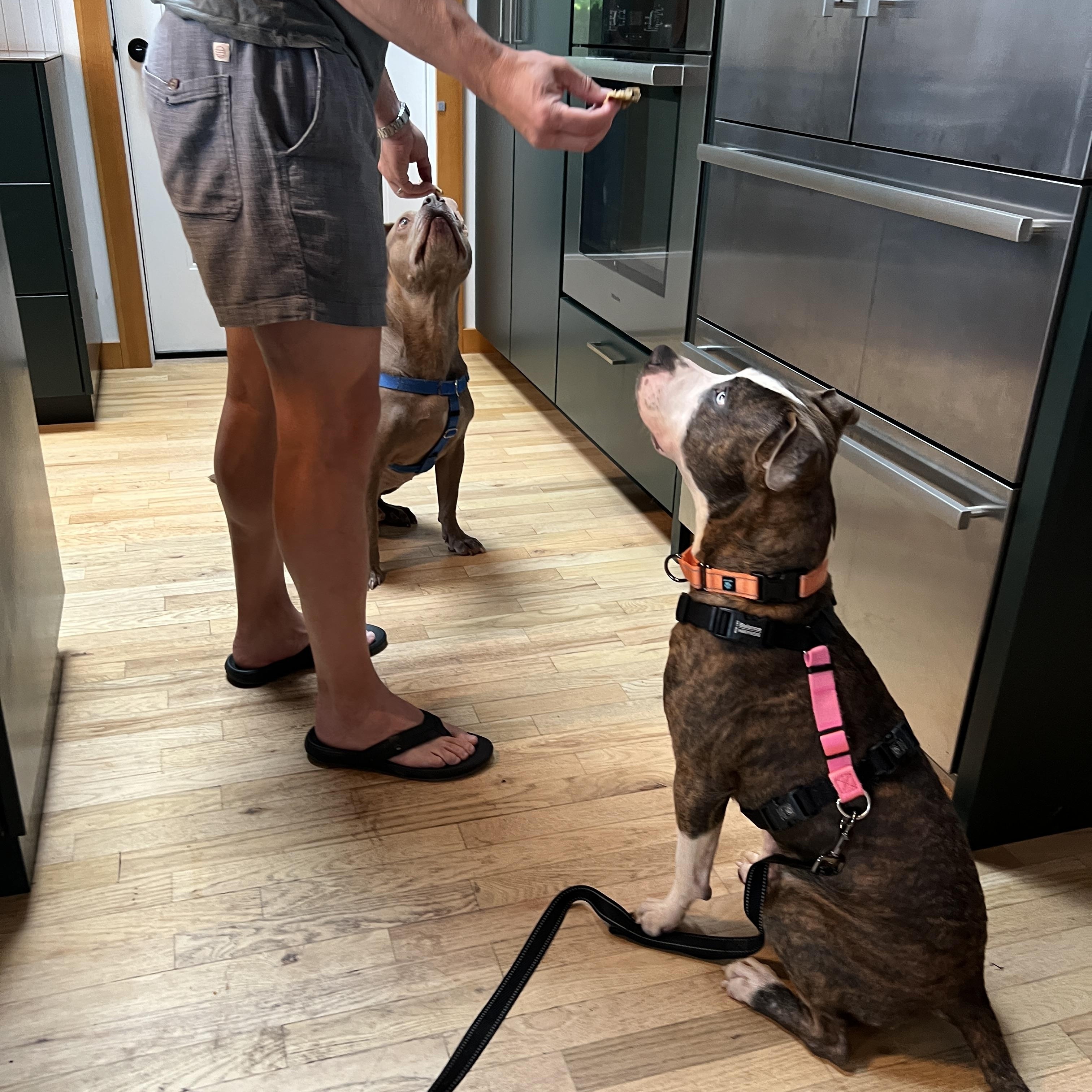A Gentle BLESSING, a Adoptable mixed breed in kingston, NY image 5/6