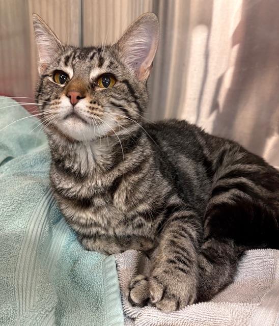 Alfredo, Adoptable, Young Male Domestic Short Hair.