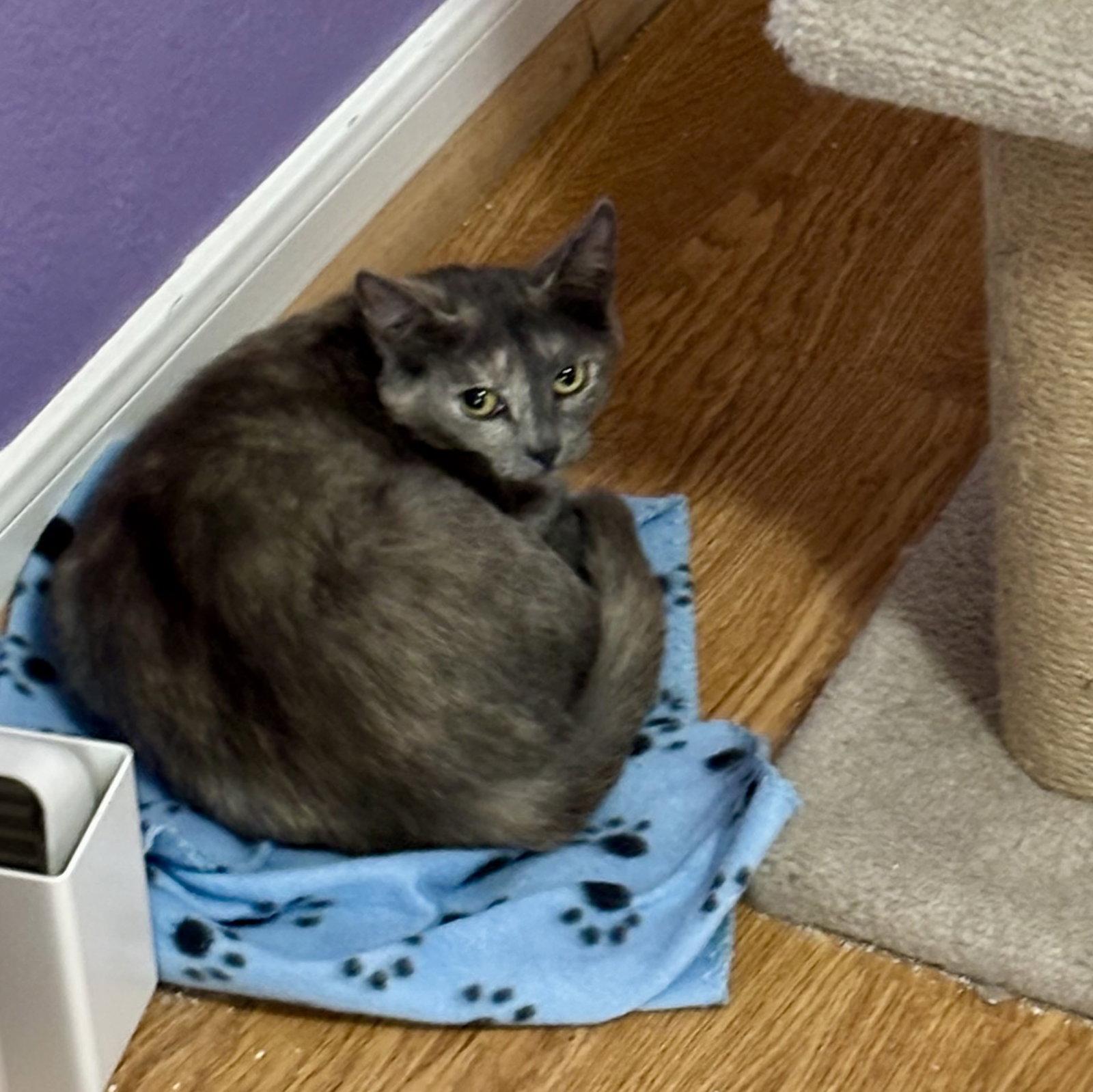 Enlarge Latte, a Adoptable Domestic Short Hair in The Woodlands, TX image 1/3