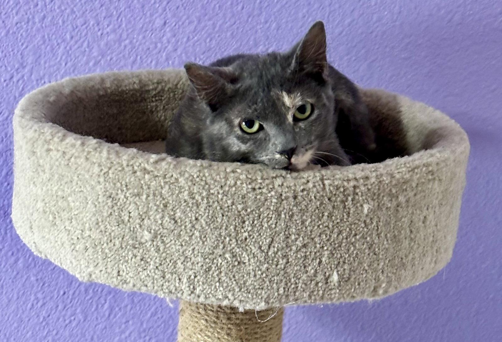 Enlarge Latte, a Adoptable Domestic Short Hair in The Woodlands, TX image 2/3