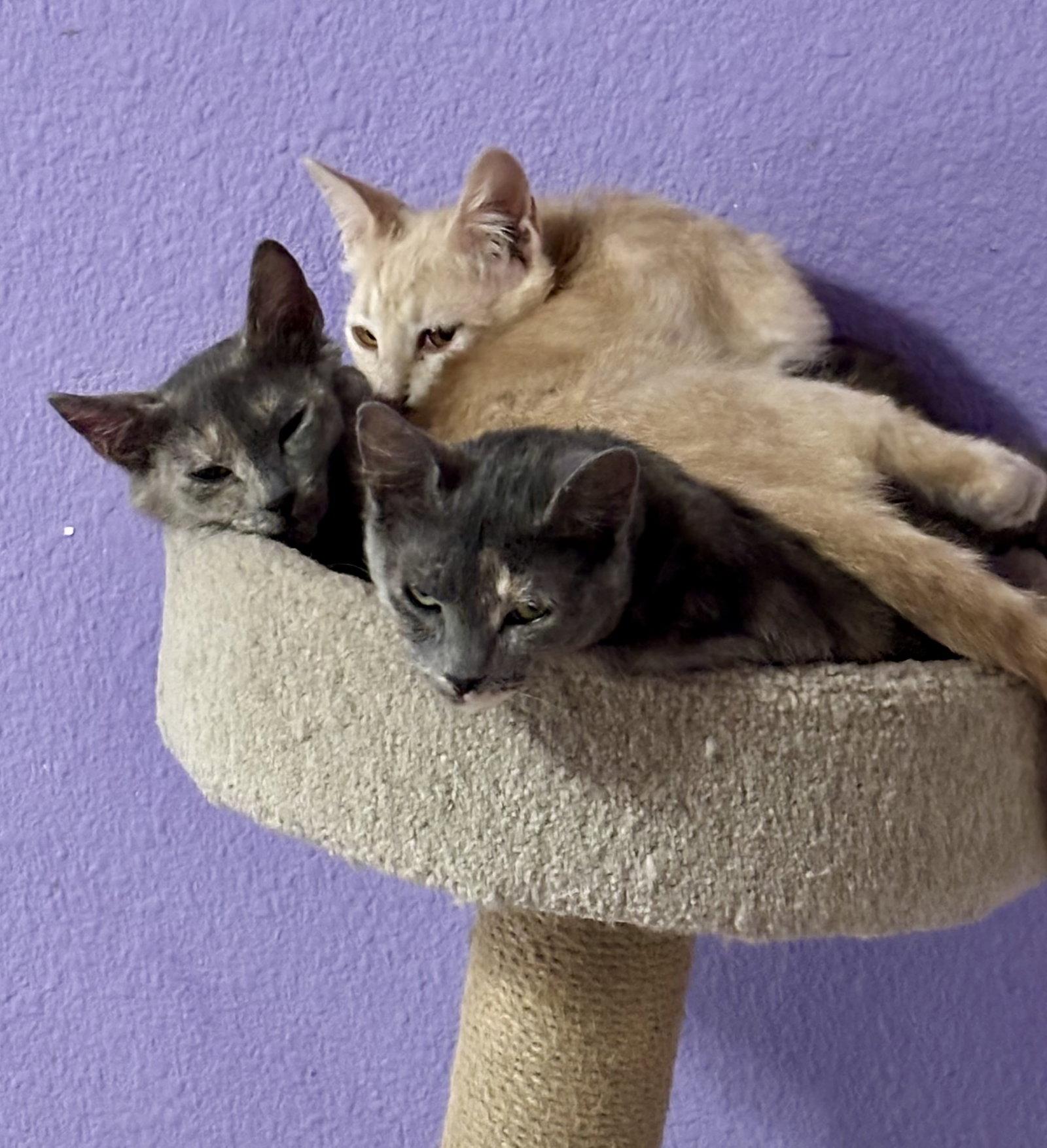 Enlarge Latte, a Adoptable Domestic Short Hair in The Woodlands, TX image 3/3