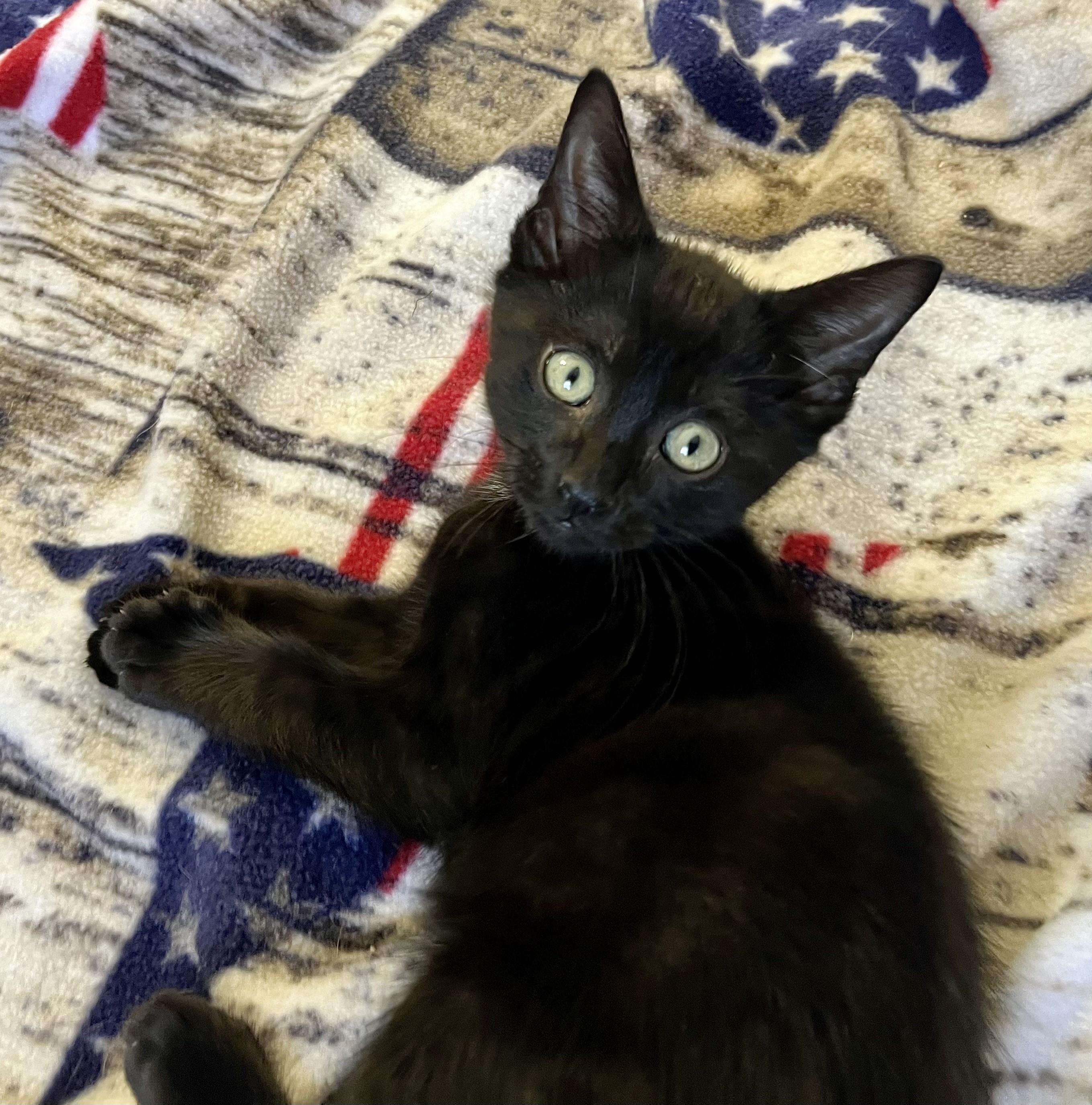 Justice, ADOPTABLE, Kitten Male Domestic Short Hair.