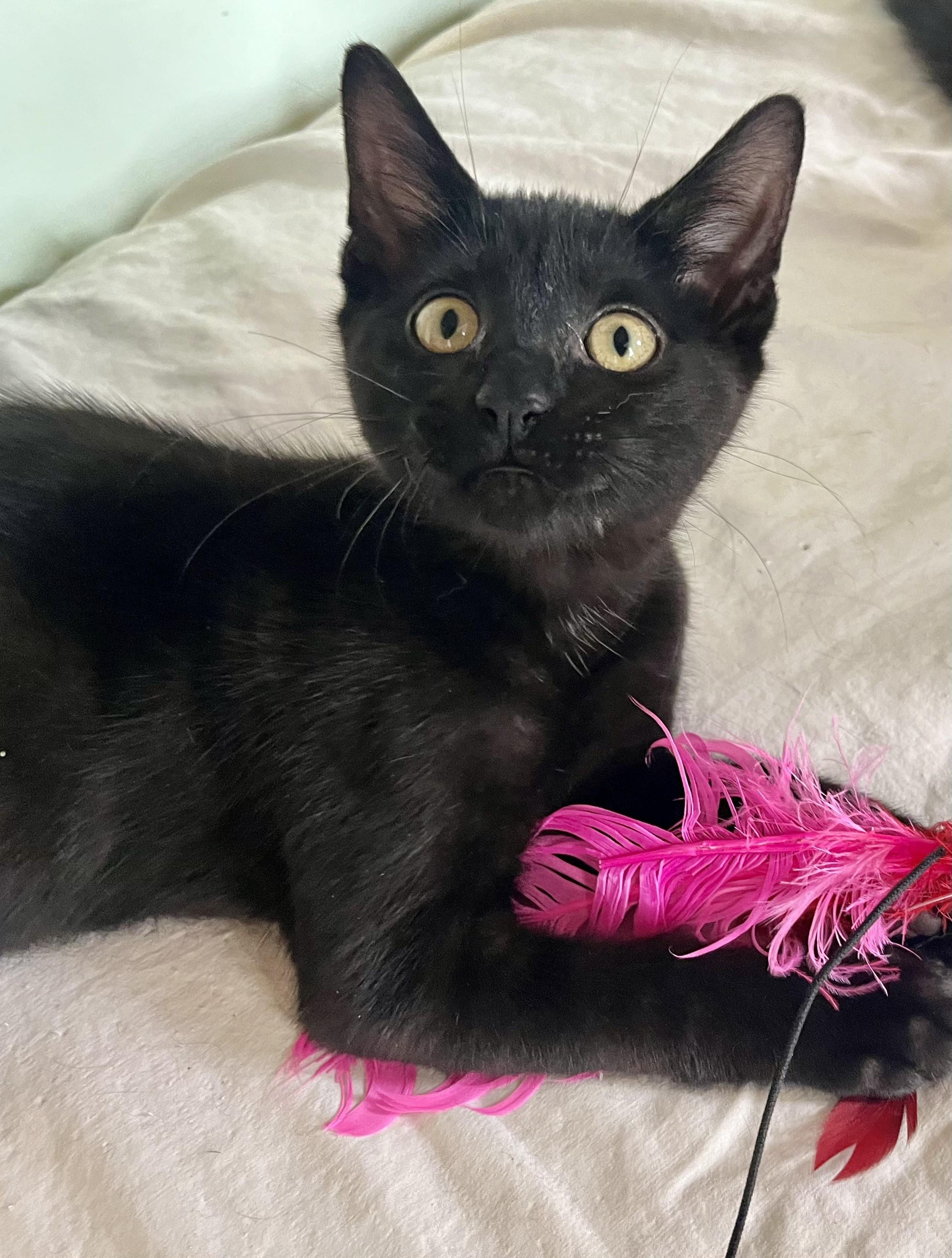 Justice, a ADOPTABLE mixed breed in Rocky Hill, CT image 2/5