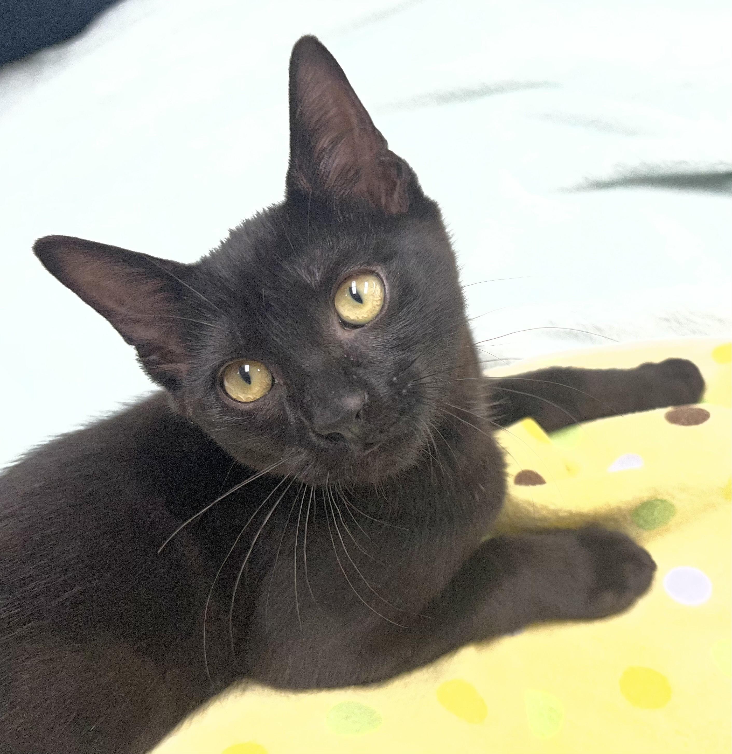 Justice, ADOPTABLE, Kitten Male Domestic Short Hair.