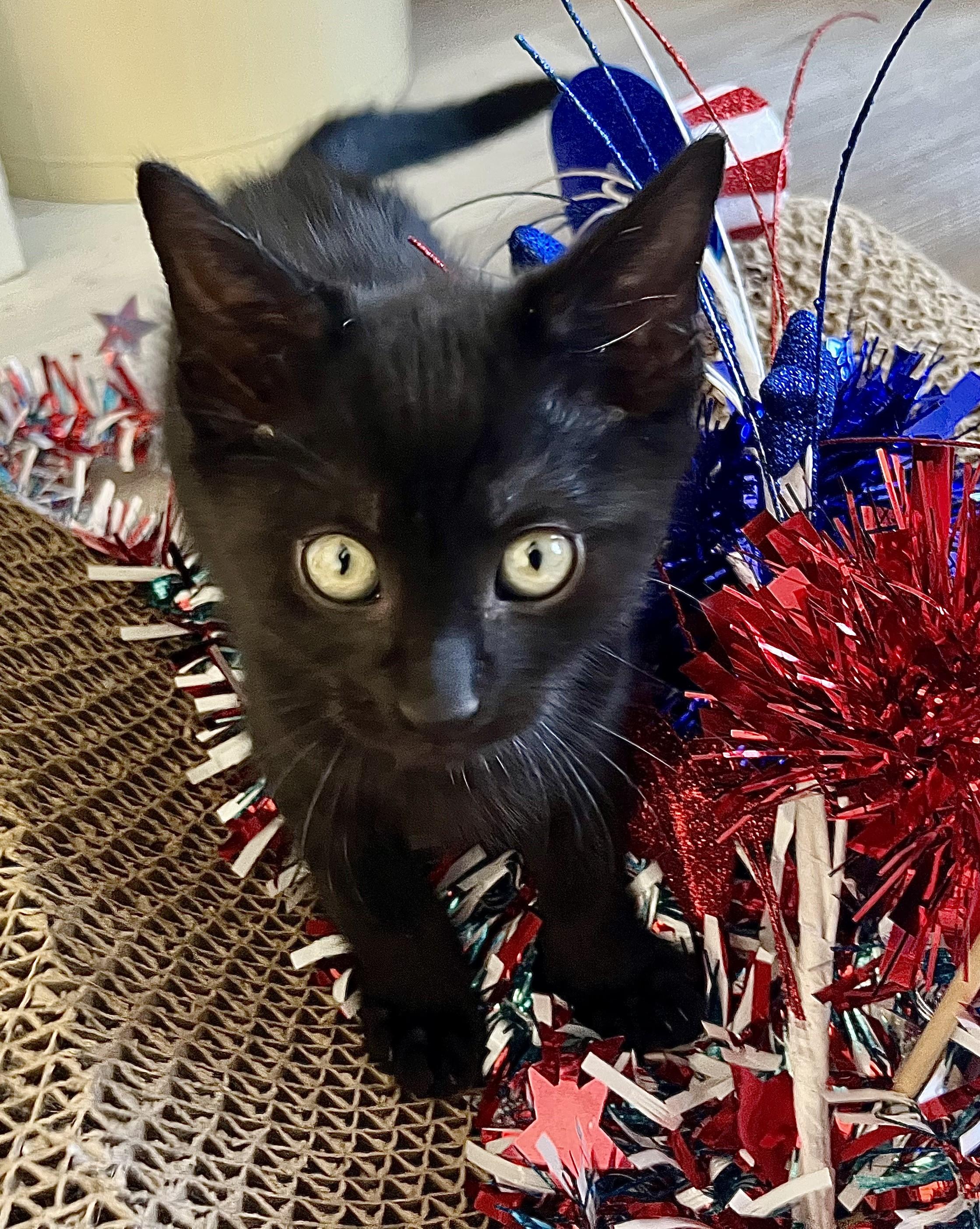 Justice, a ADOPTABLE mixed breed in Rocky Hill, CT image 3/4