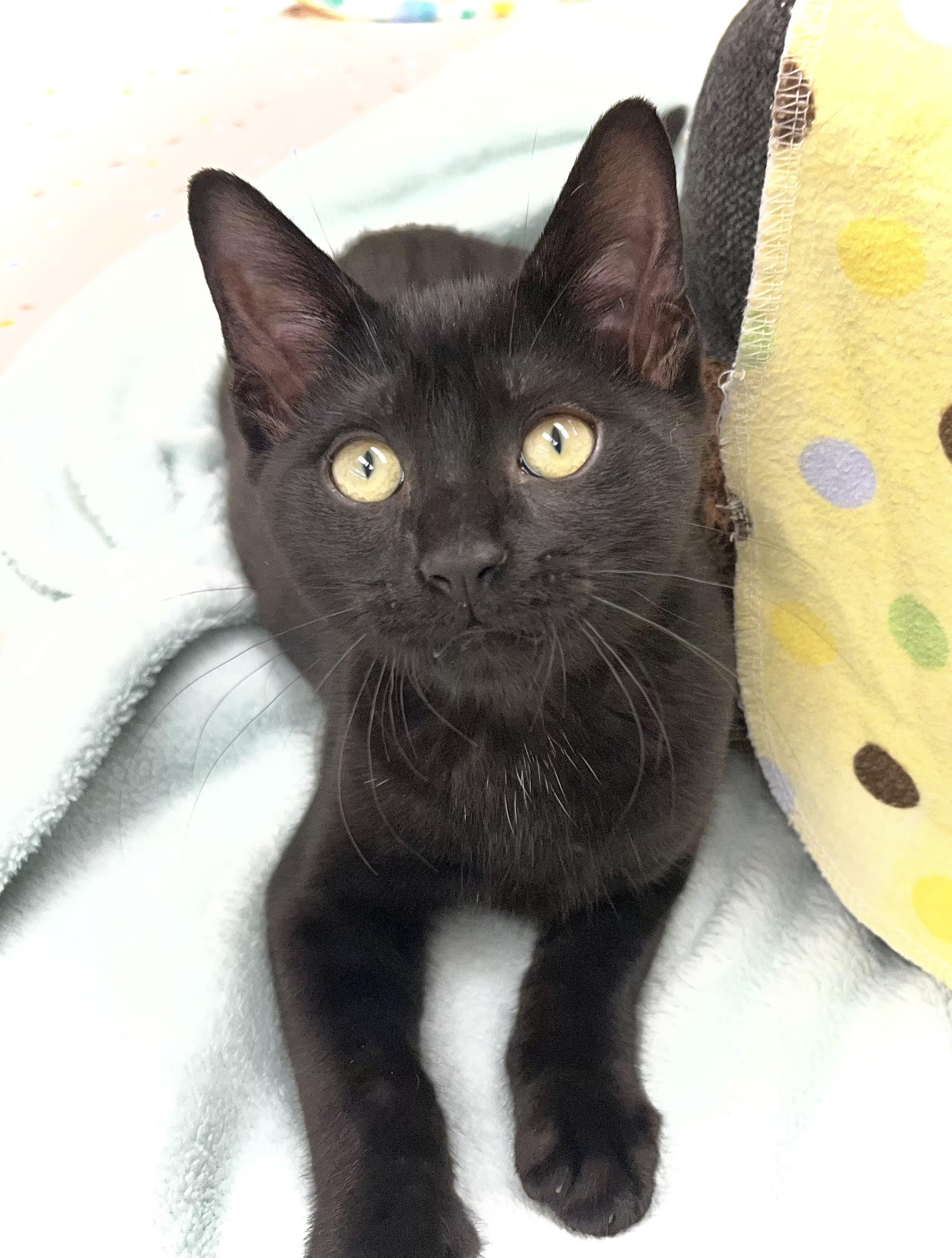 Justice, a ADOPTABLE mixed breed in Rocky Hill, CT image 5/5