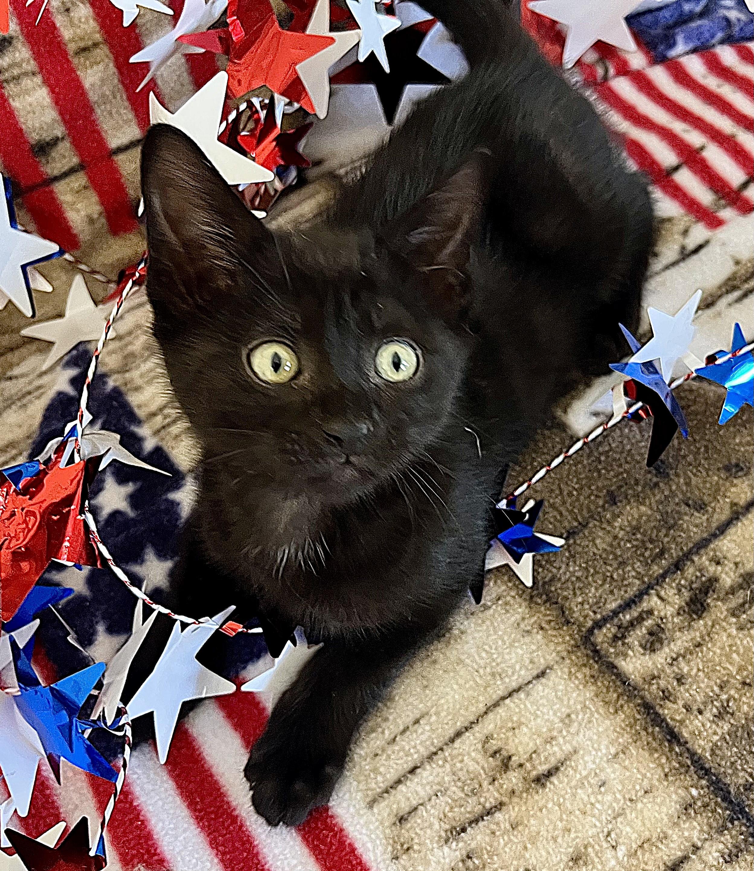 Justice, a ADOPTABLE mixed breed in Rocky Hill, CT image 2/4