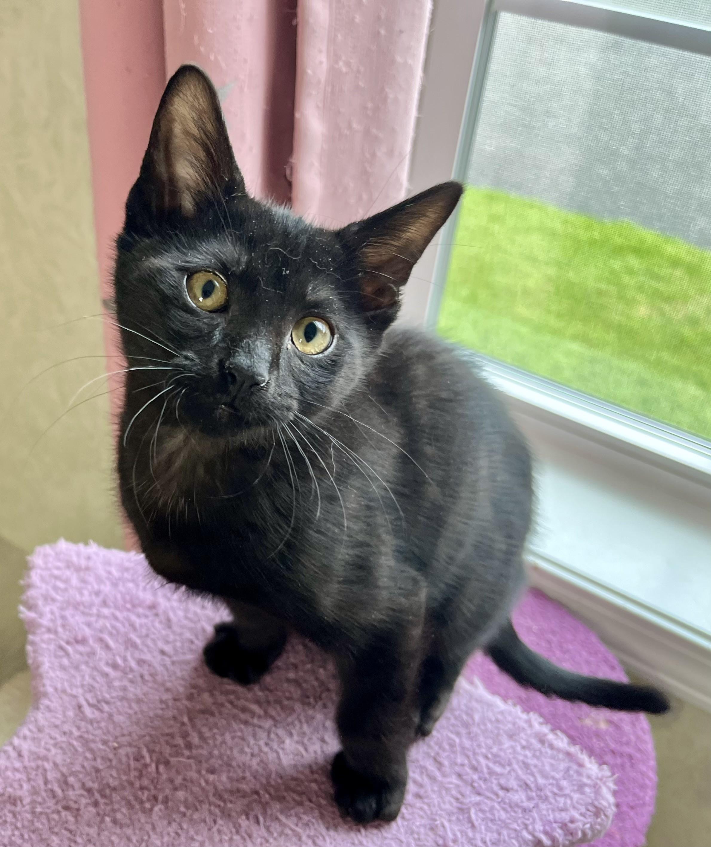 Justice, a ADOPTABLE mixed breed in Rocky Hill, CT image 3/5