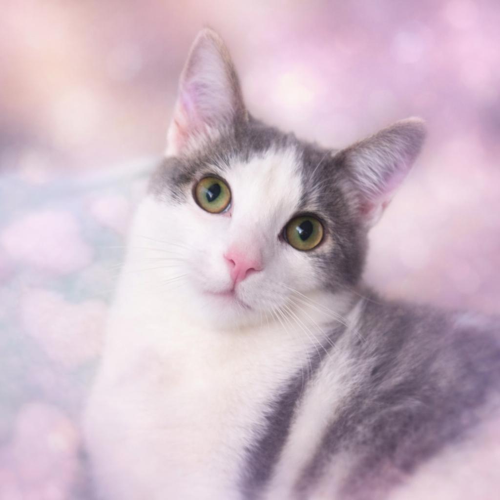 Peyton, a Adoptable Domestic Short Hair in Carson City, NV image 1/3