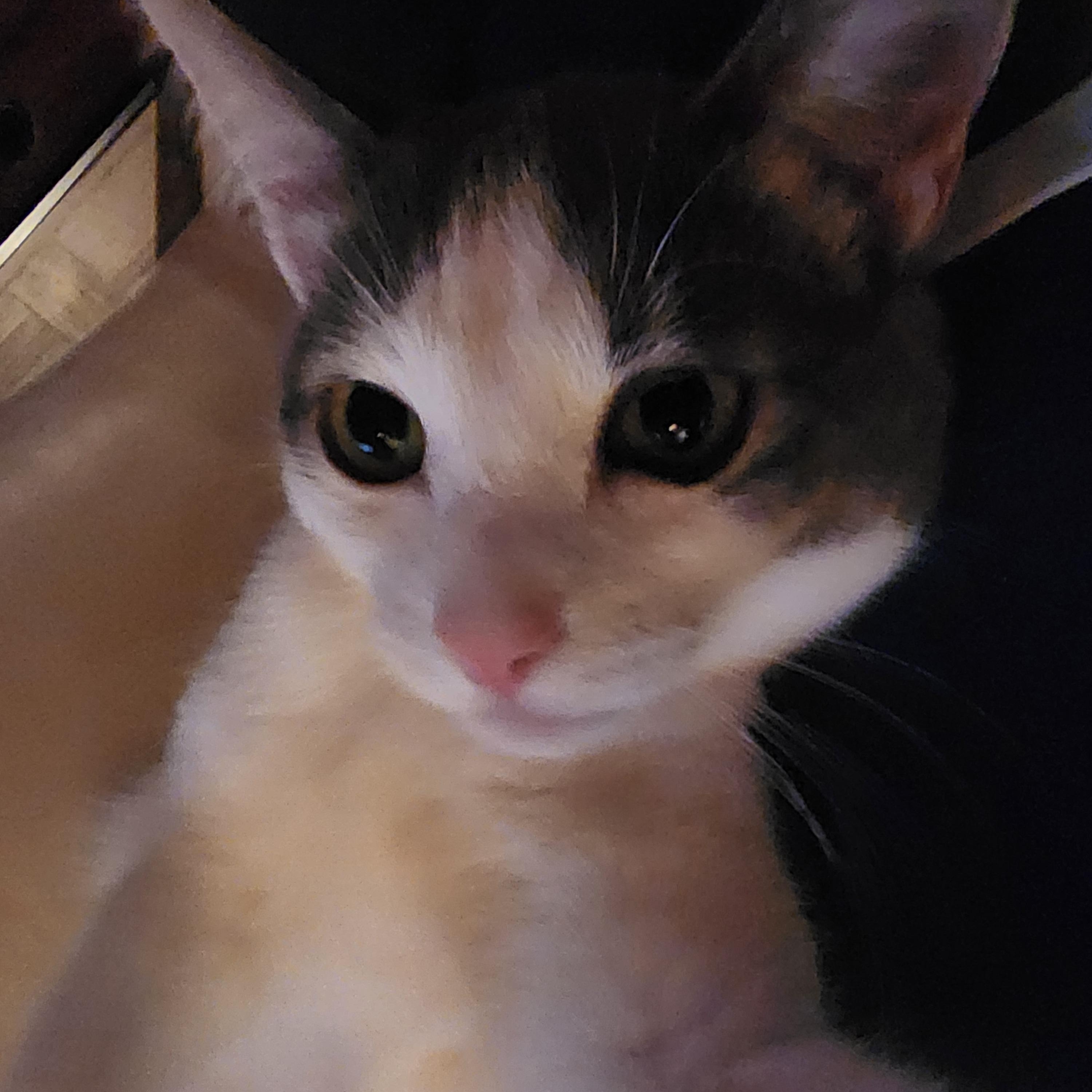 Enlarge Peyton, an adopted Domestic Short Hair in Carson City, NV image 1/2