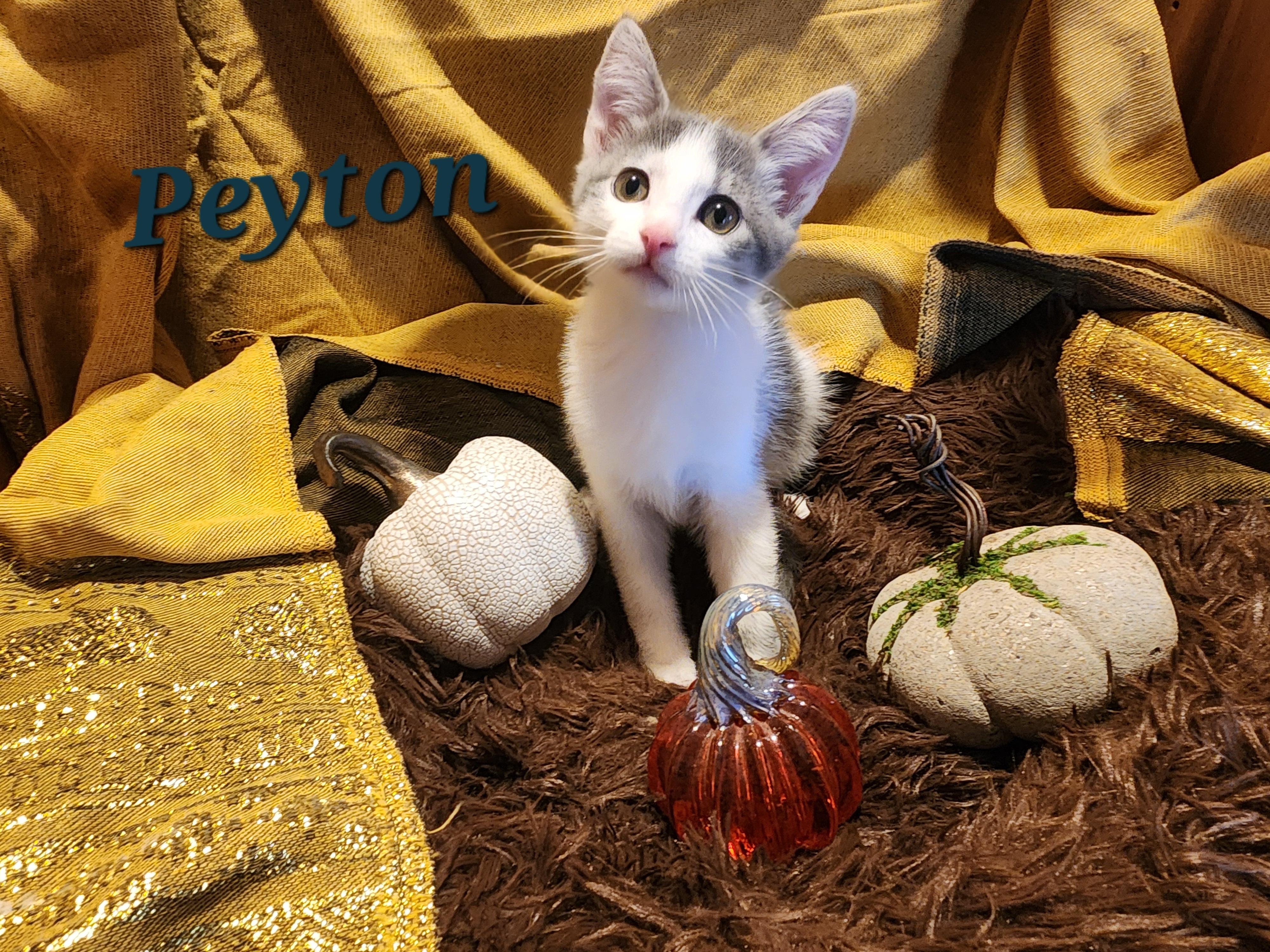 Peyton, Adoptable, Young Female Domestic Short Hair.