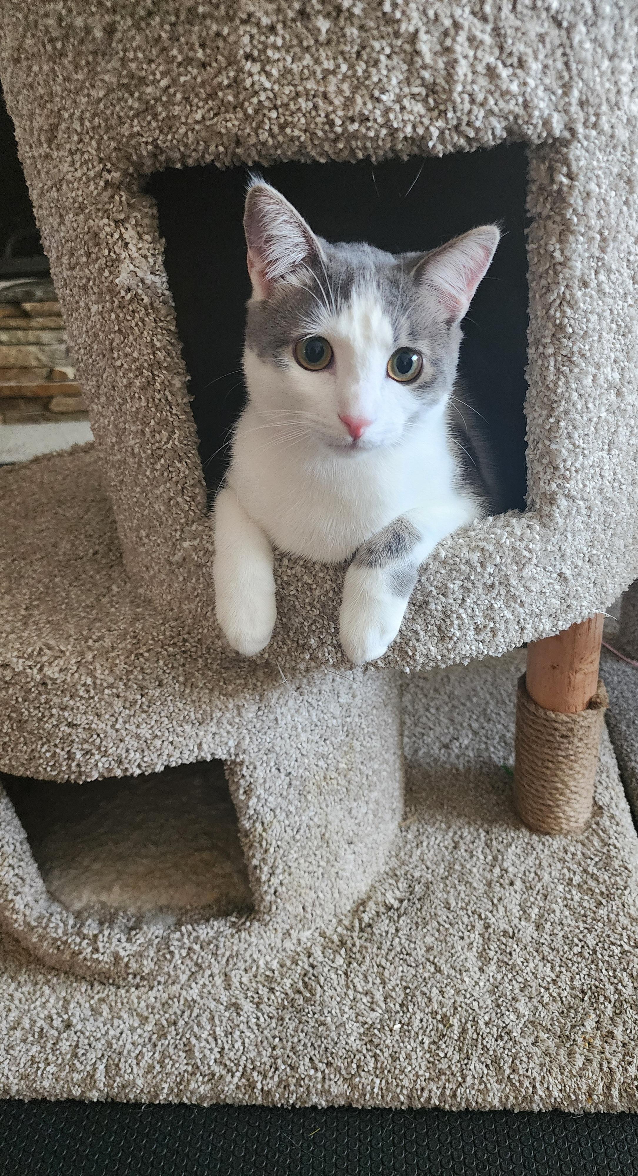 Enlarge Peyton, an adopted Domestic Short Hair in Carson City, NV image 2/2