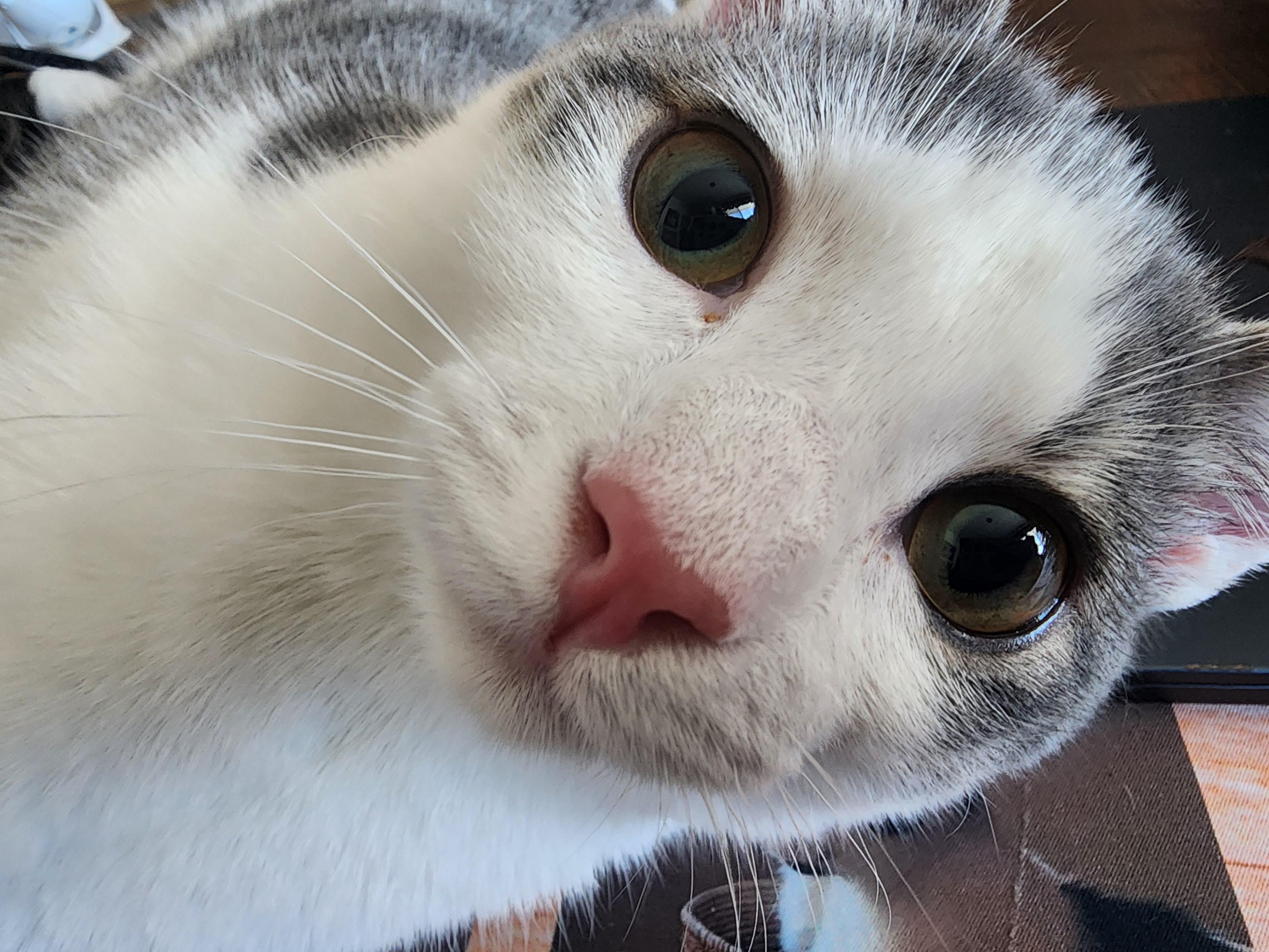 Peyton, a Adoptable Domestic Short Hair in Carson City, NV image 3/3