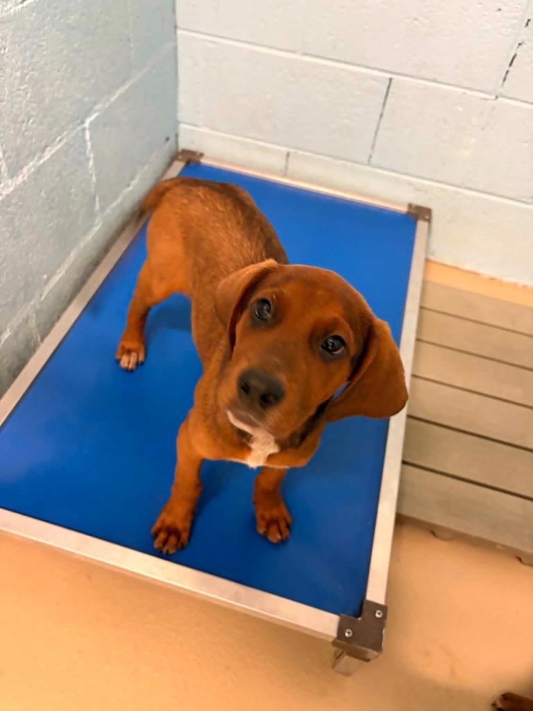 Manicotti, Adoptable, Puppy Male Hound & Mixed Breed.