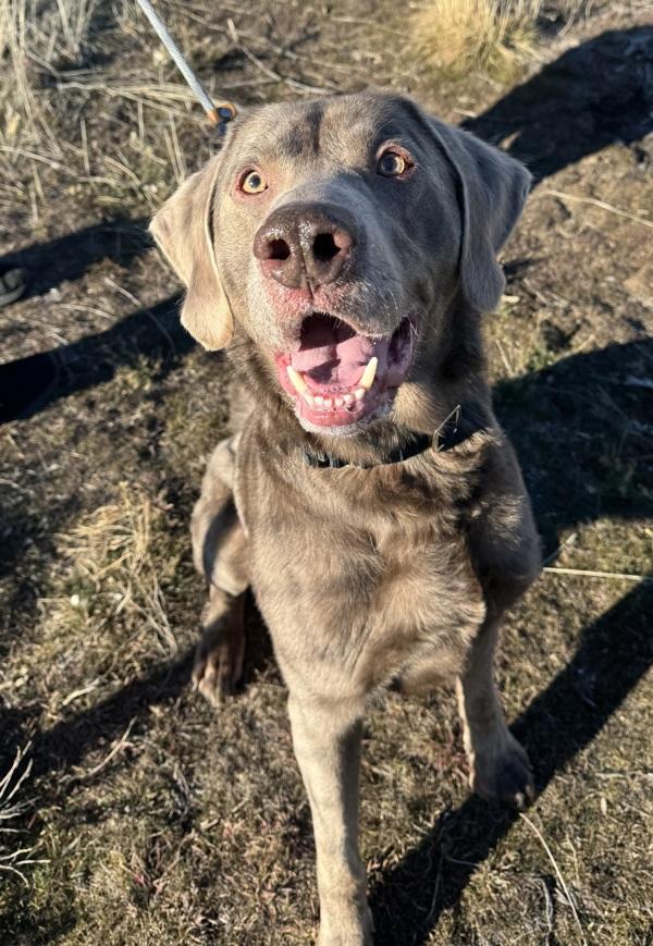Enlarge Tucker 45855, a Adoptable mixed breed in Pocatello, ID image 1/4