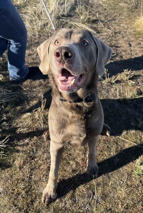 Enlarge Tucker 45855, a Adoptable mixed breed in Pocatello, ID image 3/4