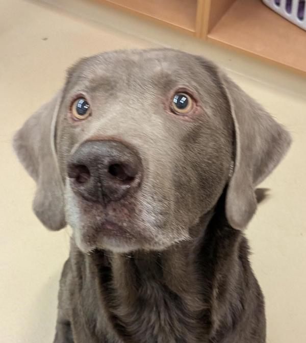 Enlarge Tucker 45855, a Adoptable mixed breed in Pocatello, ID image 4/4