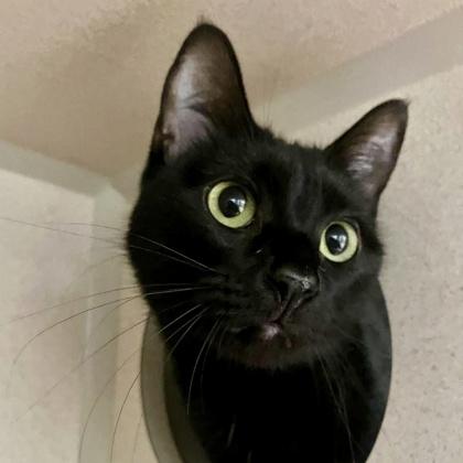 Puma, Adoptable, Young Female Domestic Short Hair & Domestic Short Hair.