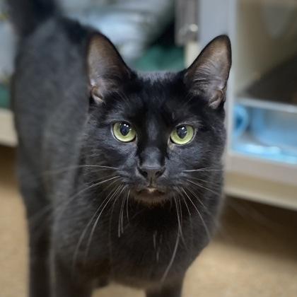 Enlarge Puma, a Adoptable mixed breed in Burlington, WA image 2/3
