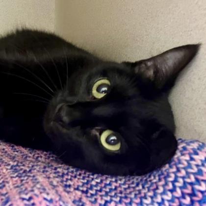Enlarge Puma, a Adoptable mixed breed in Burlington, WA image 3/3