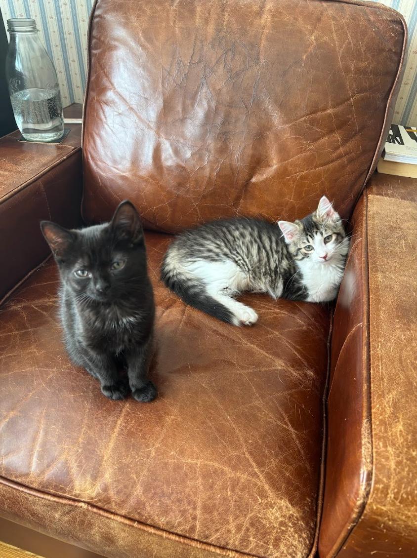 Houdini *MUST BE ADOPTED AS A BUDDY*, Adoptable, Young Male Domestic Medium Hair.