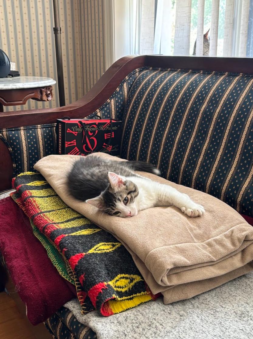 Houdini *MUST BE ADOPTED AS A BUDDY*, an adoption pending Domestic Medium Hair in Toronto, ON image 2/6