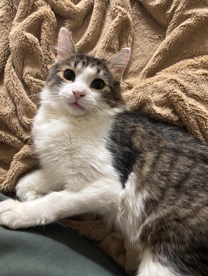 Houdini *MUST BE ADOPTED AS A BUDDY*, an adoption pending Domestic Medium Hair in Toronto, ON image 3/6