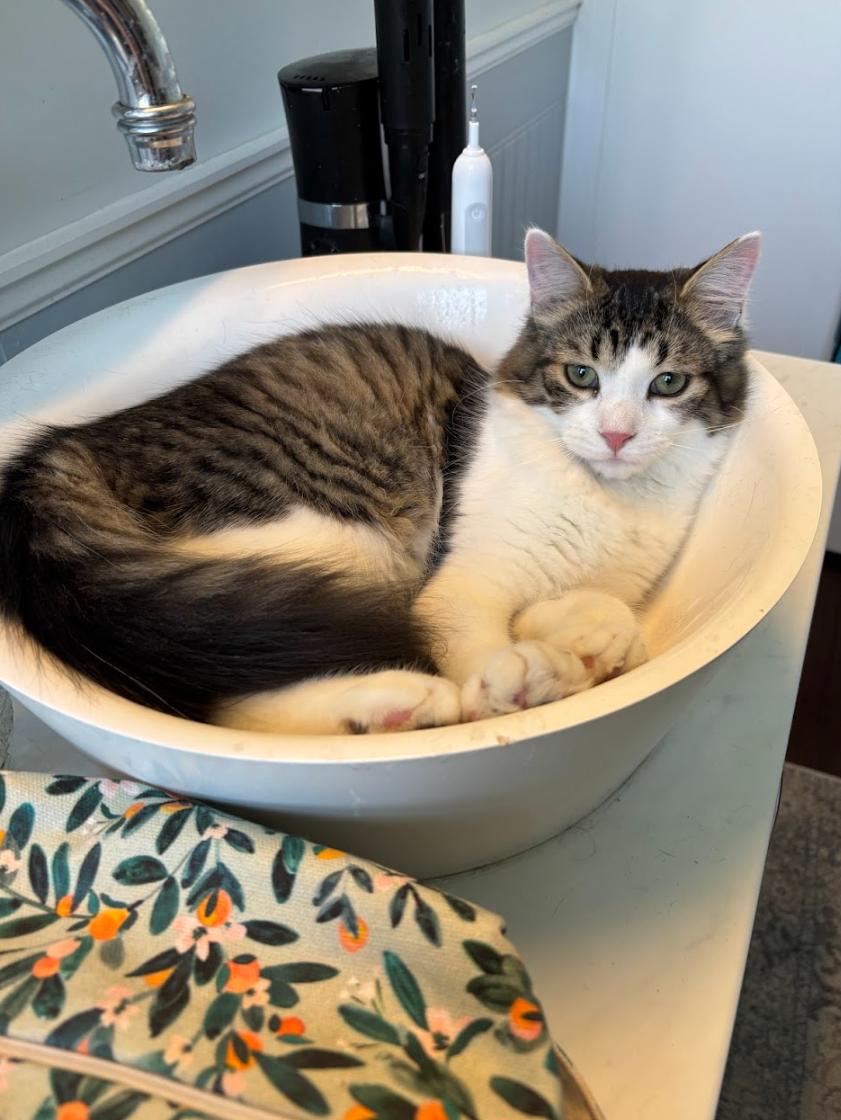 Houdini *MUST BE ADOPTED AS A BUDDY*, an adoption pending Domestic Medium Hair in Toronto, ON image 4/6