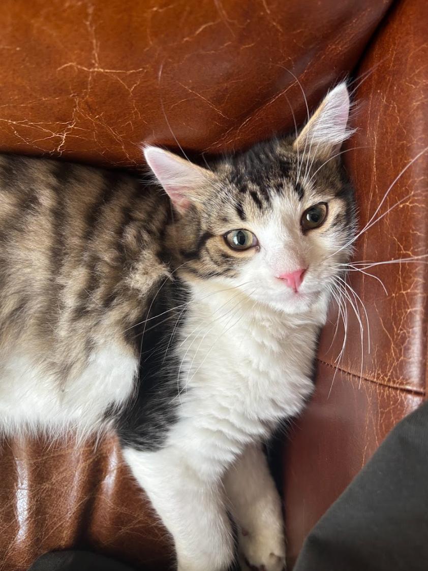 Houdini *MUST BE ADOPTED AS A BUDDY*, an adoption pending Domestic Medium Hair in Toronto, ON image 5/6