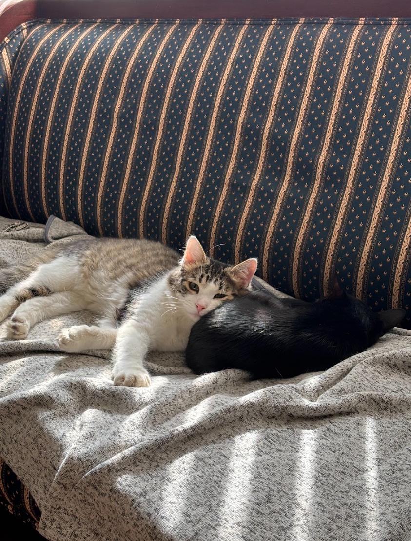 Houdini *MUST BE ADOPTED AS A BUDDY*, an adoption pending Domestic Medium Hair in Toronto, ON image 6/6