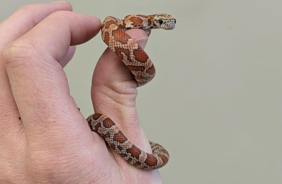 Enlarge Ruby, a Adoptable Corn / Rat in South Elgin, IL image 1/2