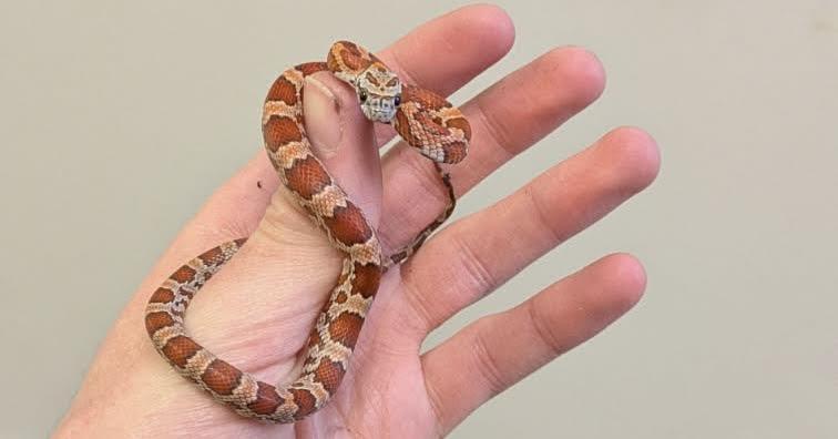 Enlarge Ruby, a Adoptable Corn / Rat in South Elgin, IL image 2/2