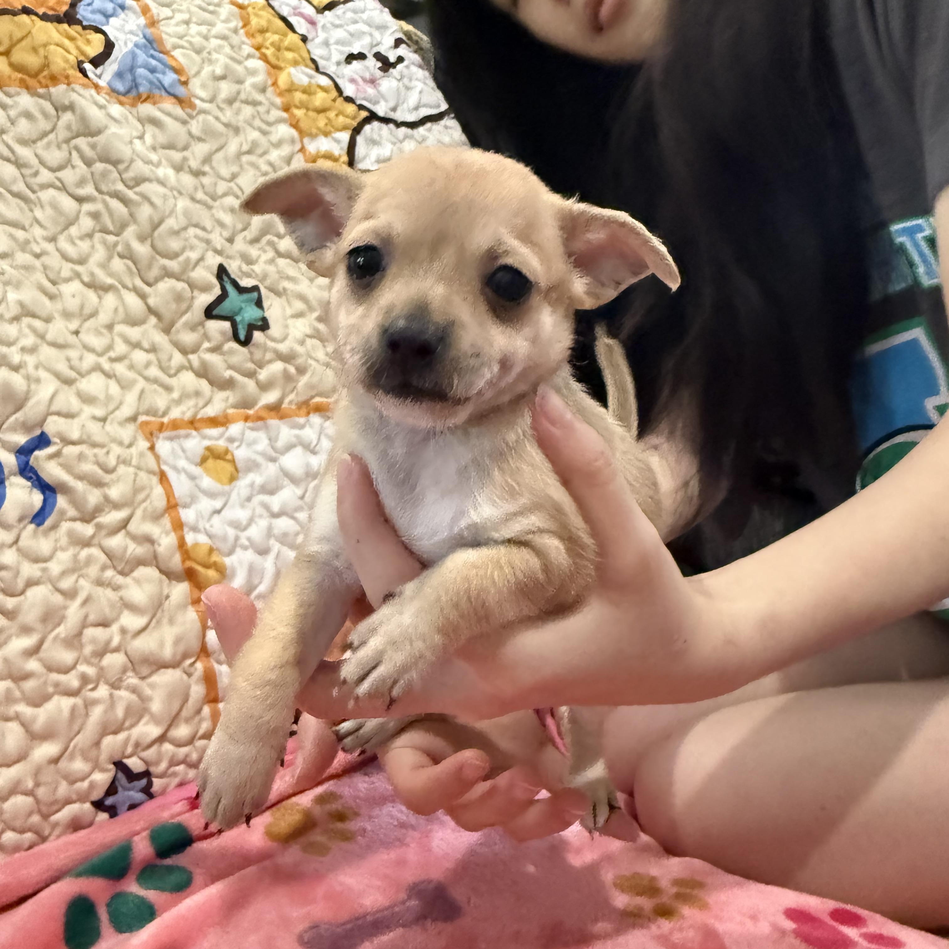 Cam (Camembert), an adoption pending mixed breed in Seattle, WA image 5/6