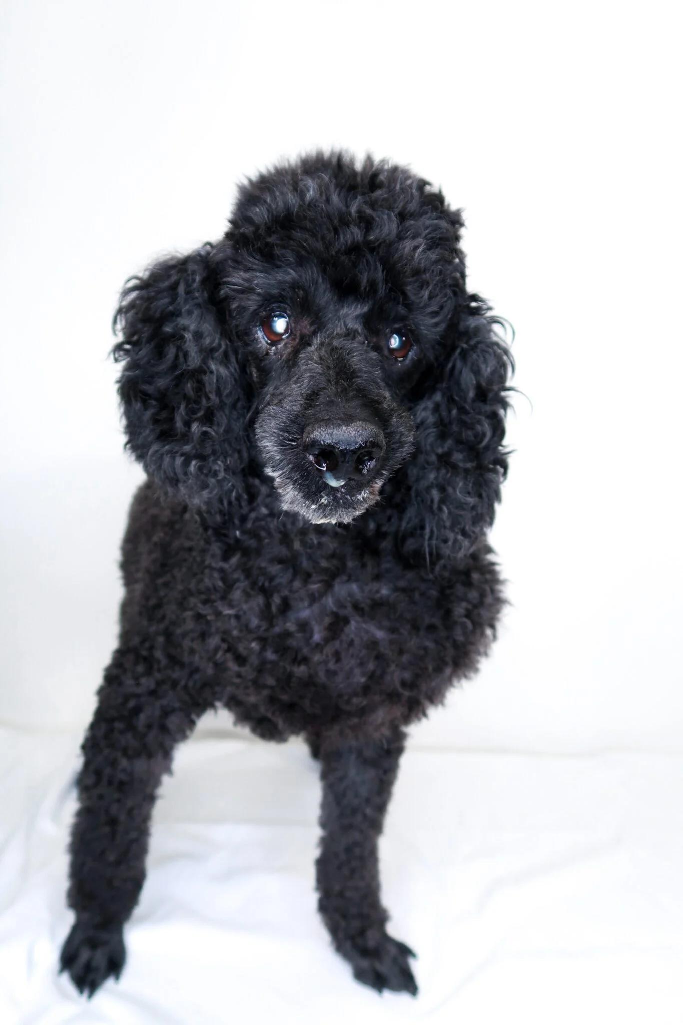 Enlarge Louie, a ADOPTABLE Miniature Poodle in Bixby, OK image 2/5