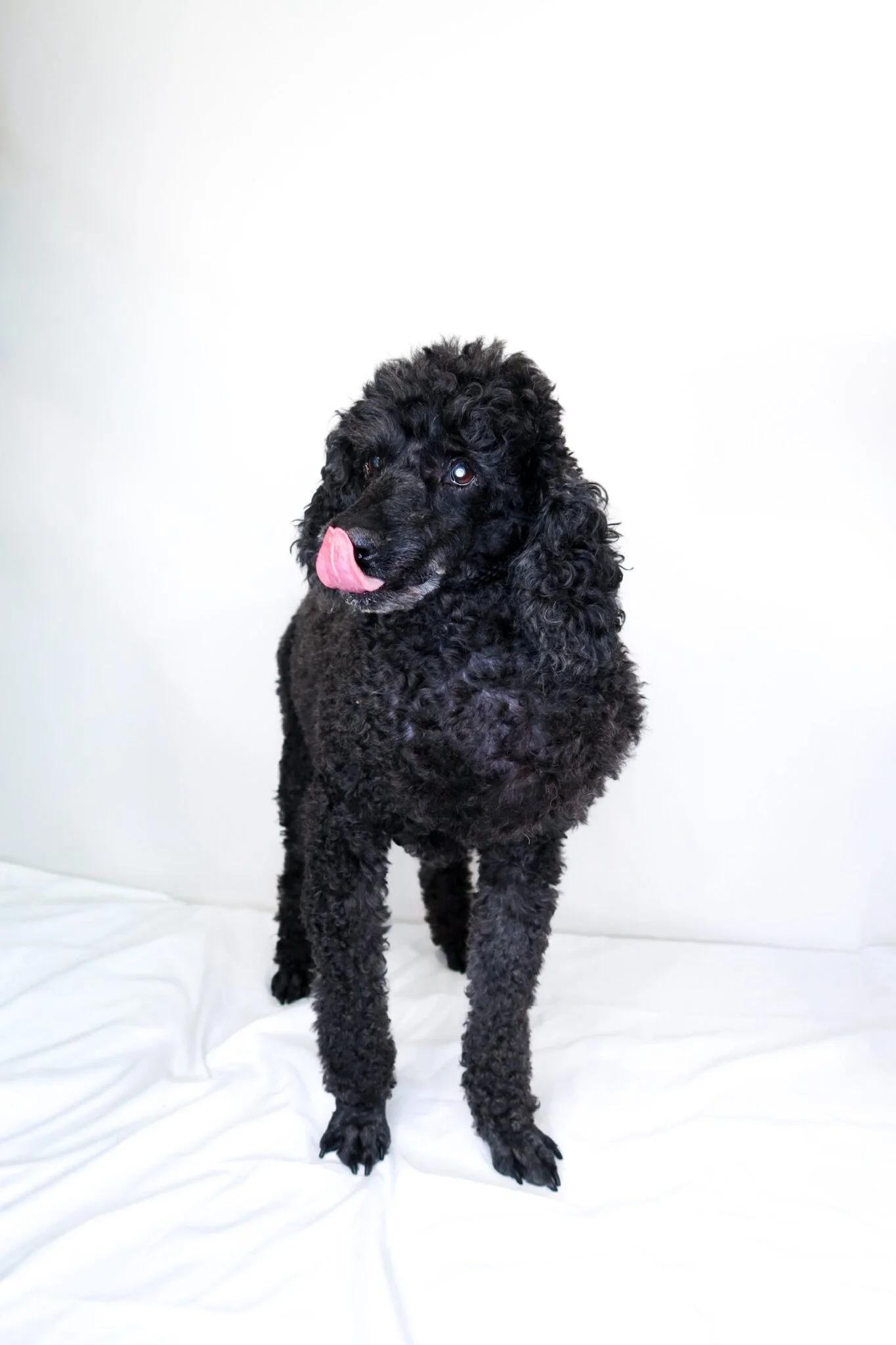 Enlarge Louie, a ADOPTABLE Miniature Poodle in Bixby, OK image 3/5