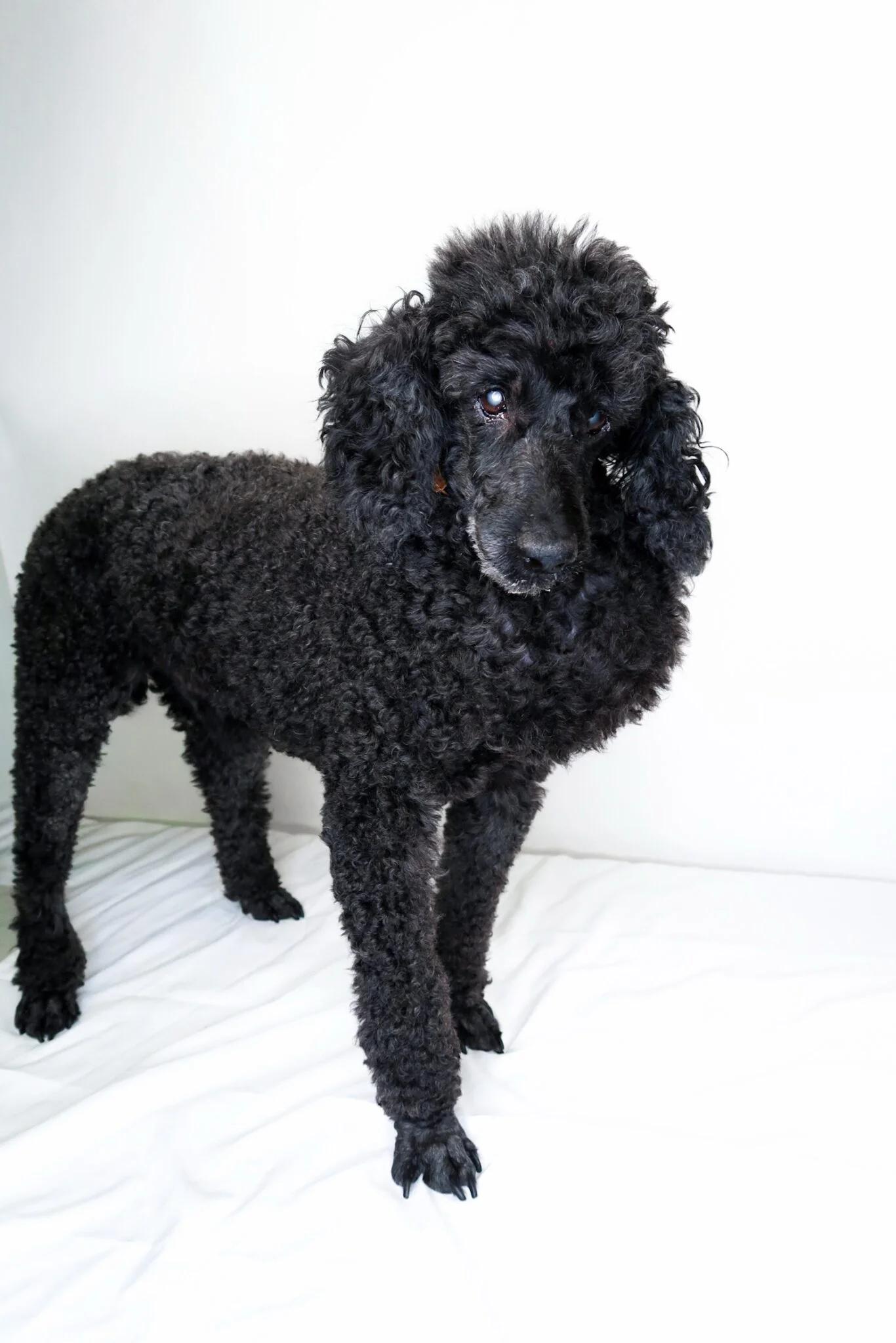 Louie, ADOPTABLE, Senior Male Miniature Poodle.