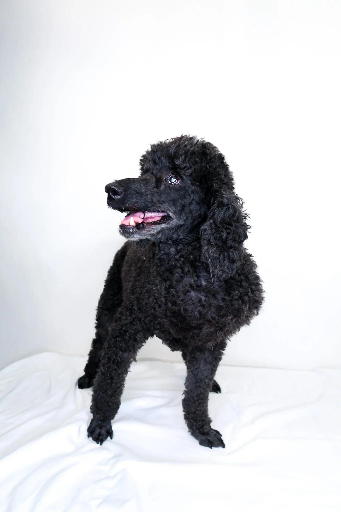 Enlarge Louie, a ADOPTABLE Miniature Poodle in Bixby, OK image 4/5