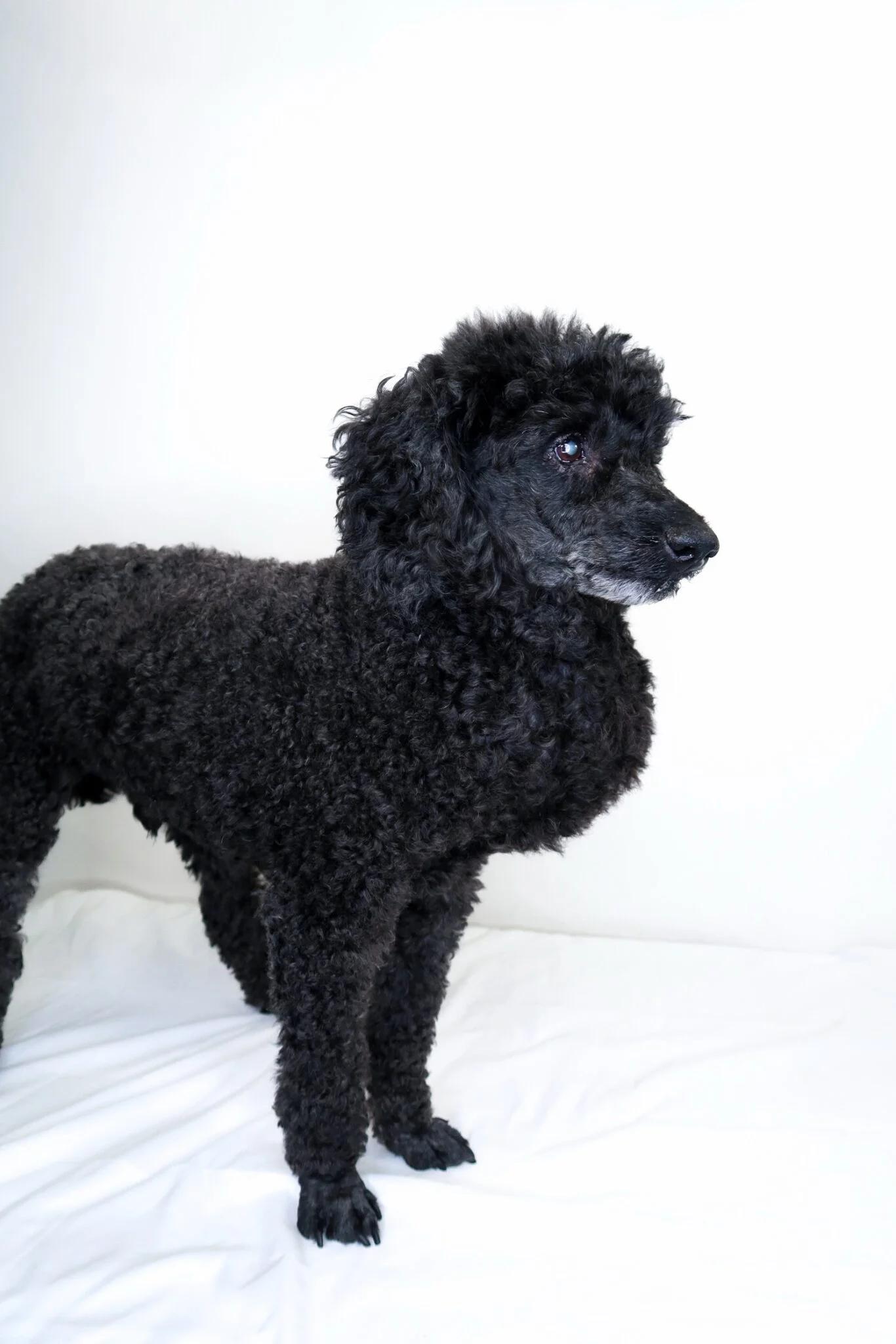 Enlarge Louie, a ADOPTABLE Miniature Poodle in Bixby, OK image 5/5