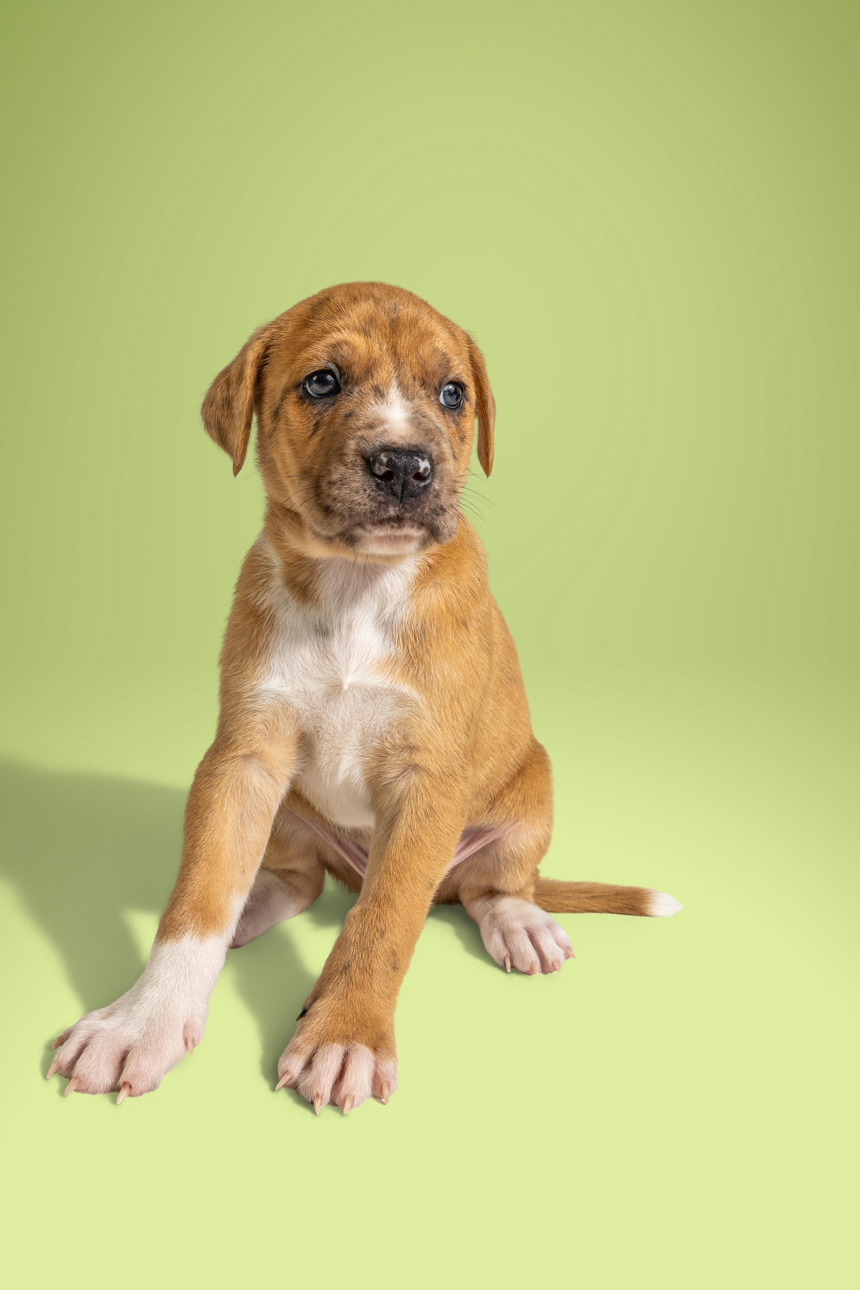 Enlarge Wesley, a ADOPTABLE mixed breed in Simsbury, CT image 2/3