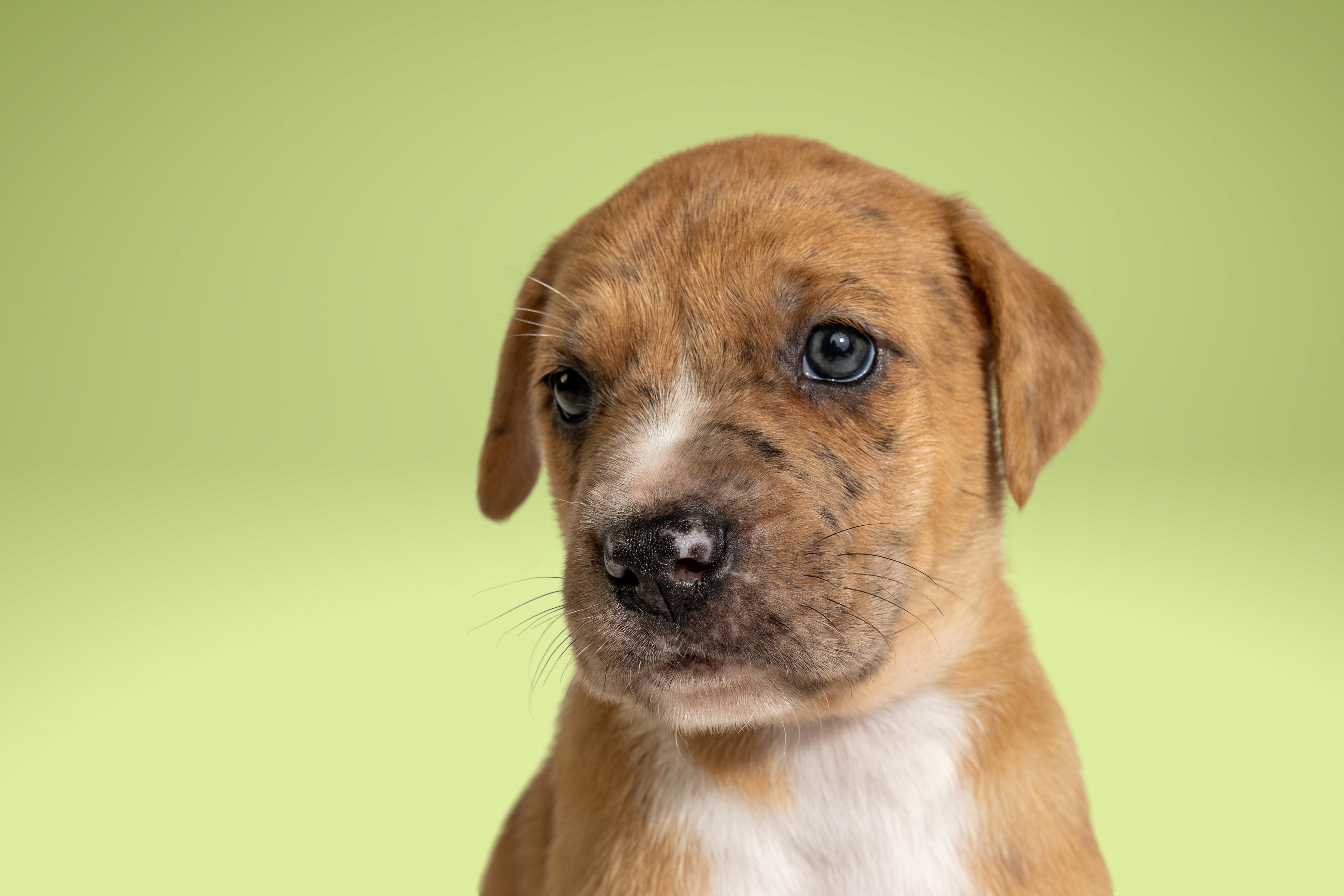 Wesley, ADOPTABLE, Puppy Male Boxer & Cattle Dog.