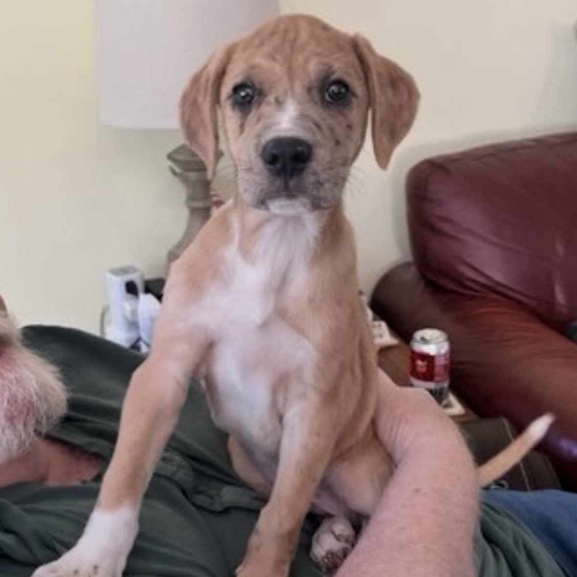 Wesley, adopted, Puppy Male Boxer & Cattle Dog.