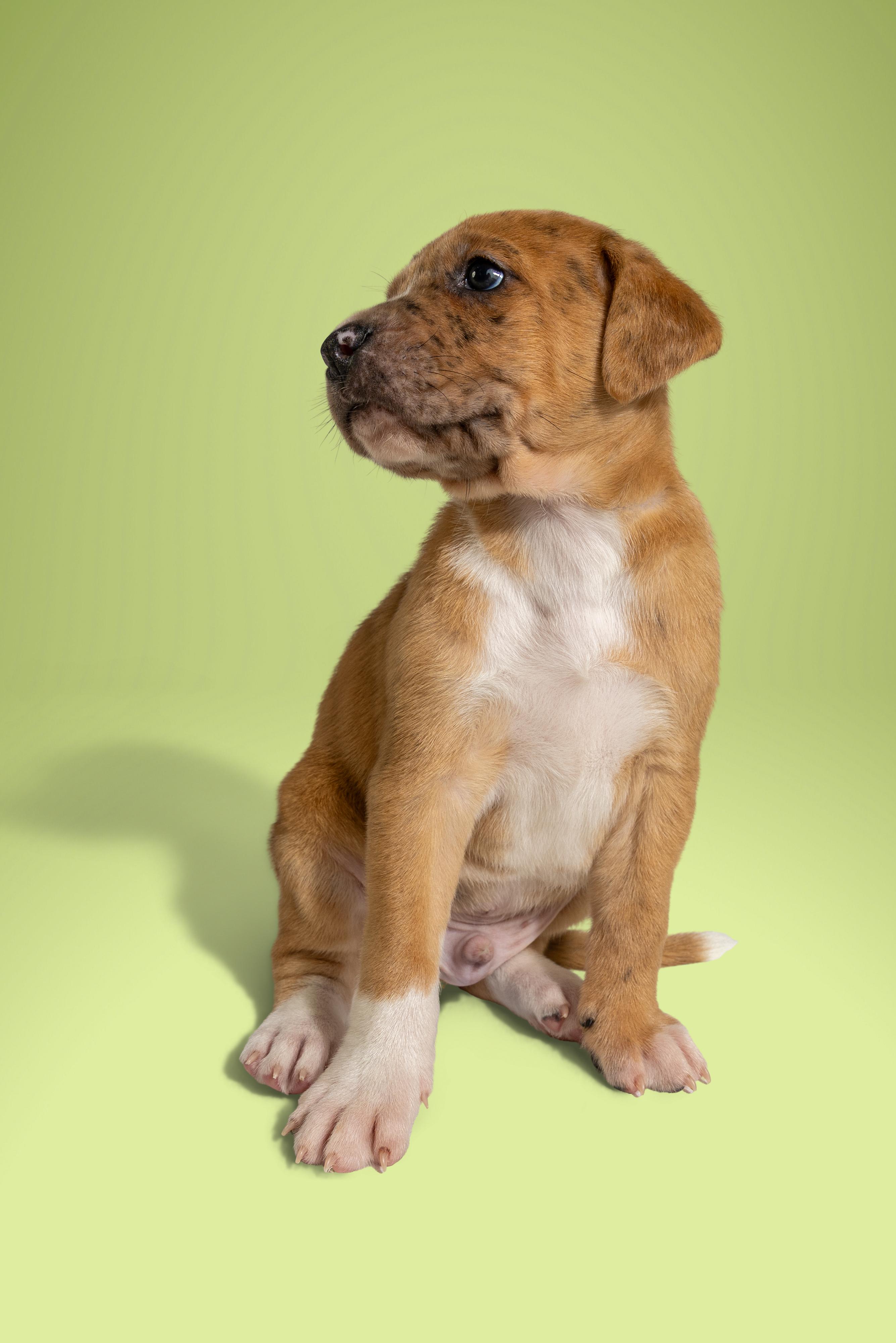 Enlarge Wesley, a ADOPTABLE mixed breed in Simsbury, CT image 3/3