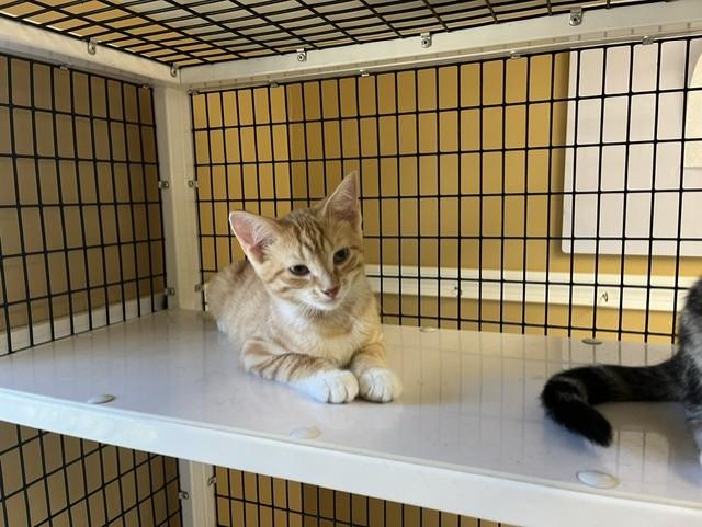 Habanero, a ADOPTABLE Domestic Short Hair in Grosse Ile, MI image 2/3