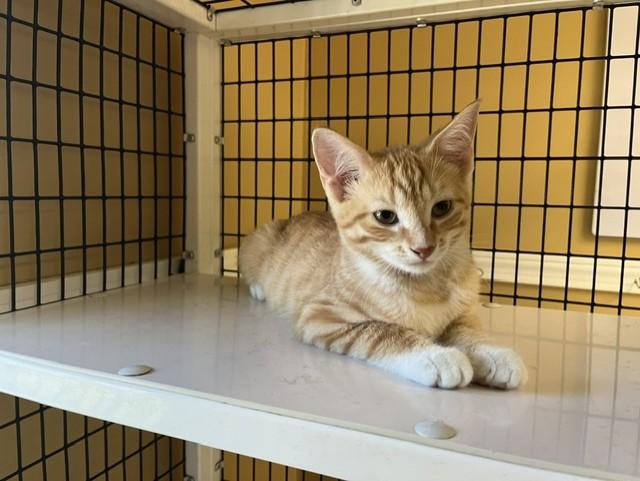 Habanero, a ADOPTABLE Domestic Short Hair in Grosse Ile, MI image 1/3