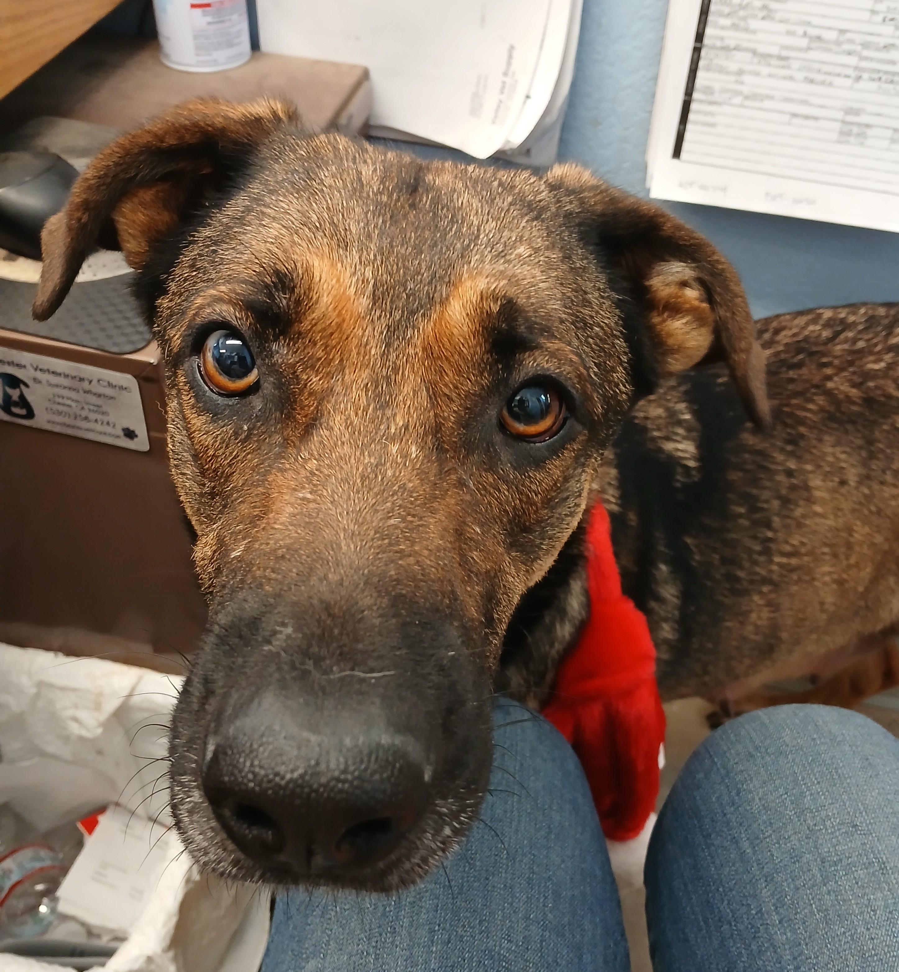 Betty Lou, a Adoptable mixed breed in Susanville, CA image 1/3