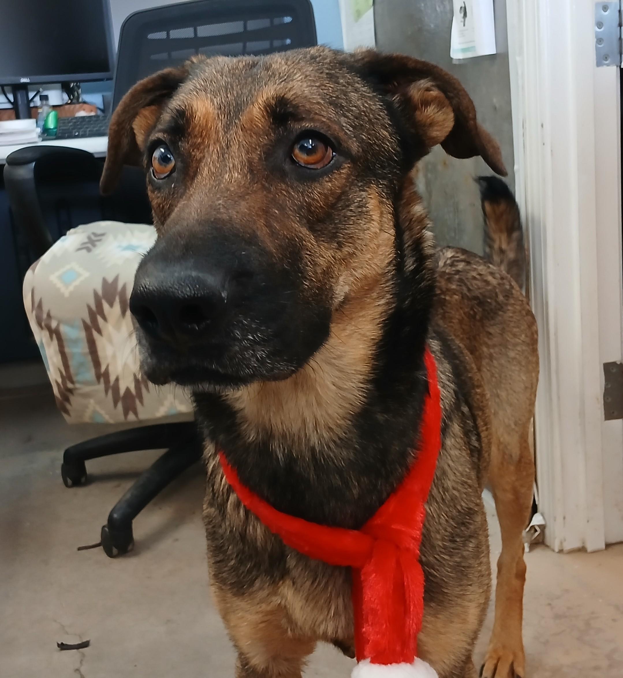 Betty Lou, a Adoptable mixed breed in Susanville, CA image 2/3