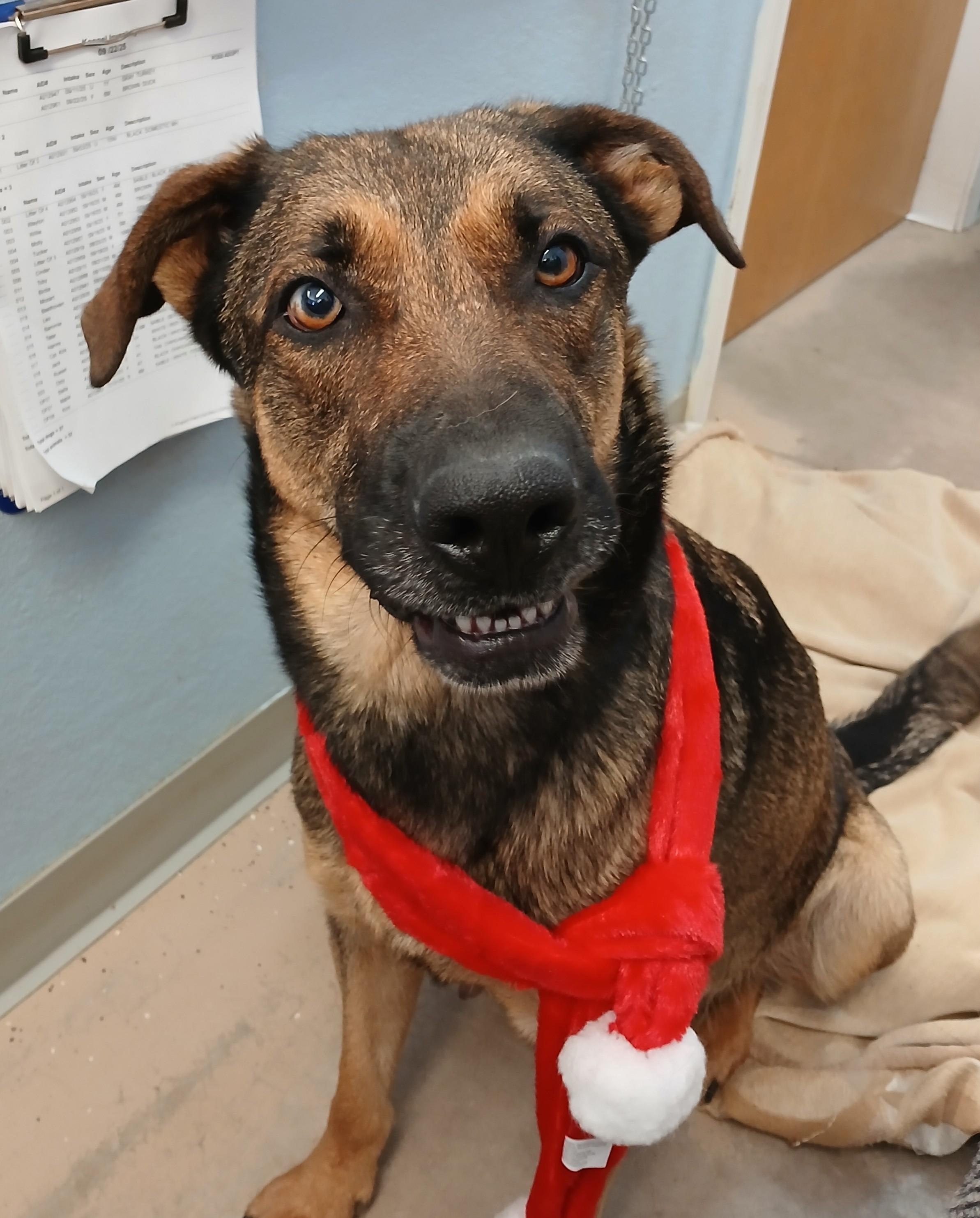 Betty Lou, a Adoptable mixed breed in Susanville, CA image 3/3