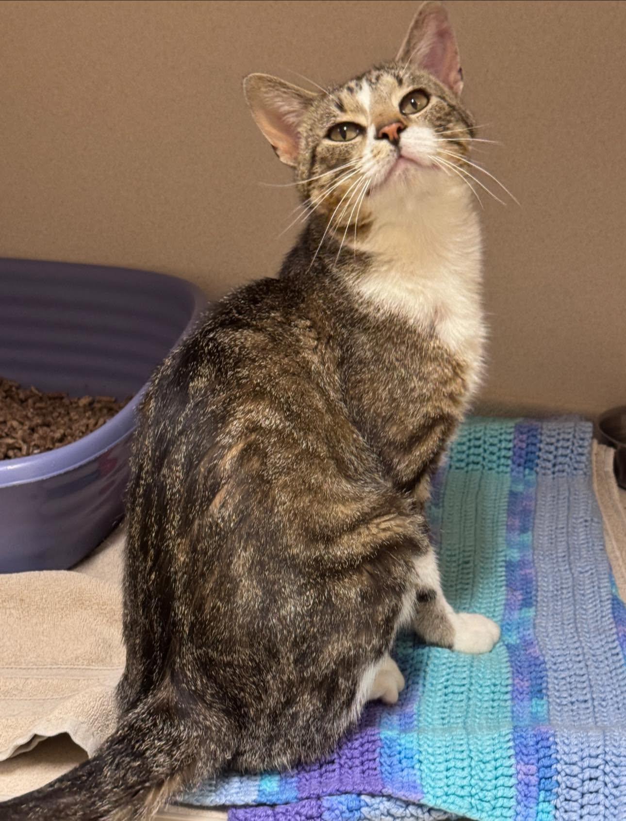 Baron, a ADOPTABLE Domestic Short Hair in Hackensack, MN image 2/4