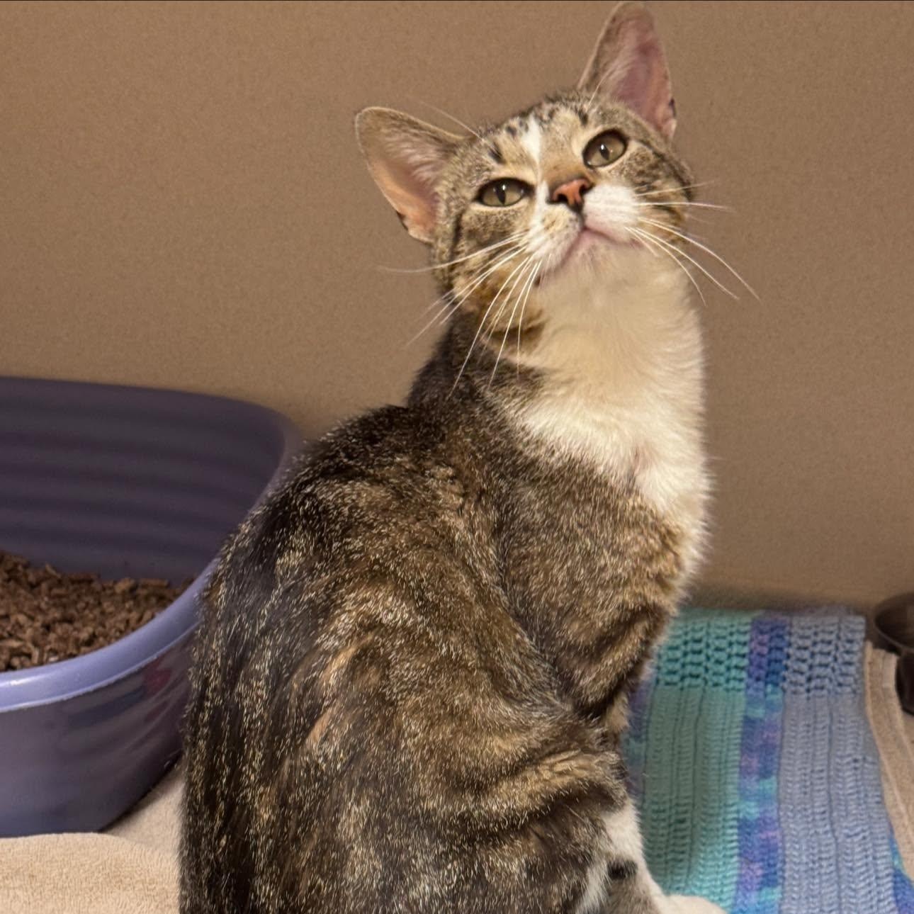 Enlarge Baron, a Adoptable Domestic Short Hair in Hackensack, MN image 2/6